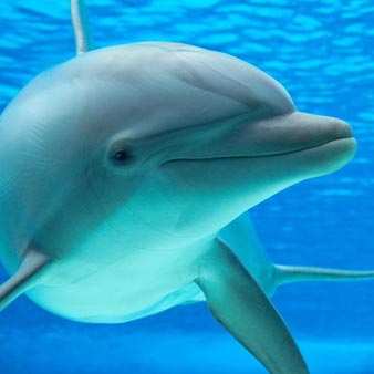 帕尔玛水族馆