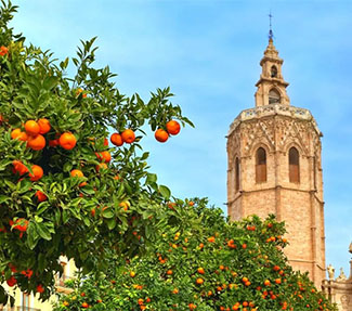 这个冬天，我想坠入西班牙温暖的橙子海