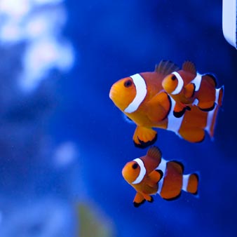 希洪水族馆