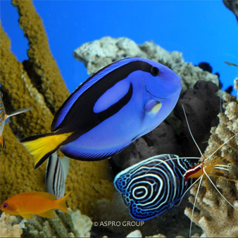 巴塞罗那水族馆