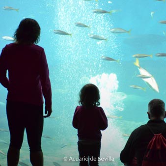 塞维利亚水族馆