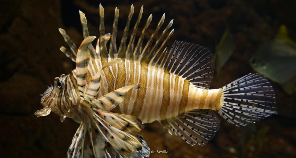 塞维利亚水族馆