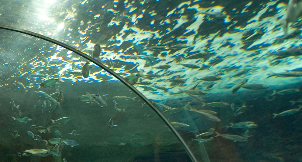 帕尔玛水族馆