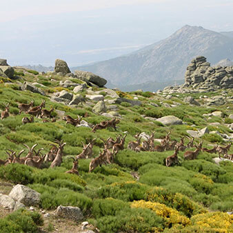 格雷多斯山脉地区公园