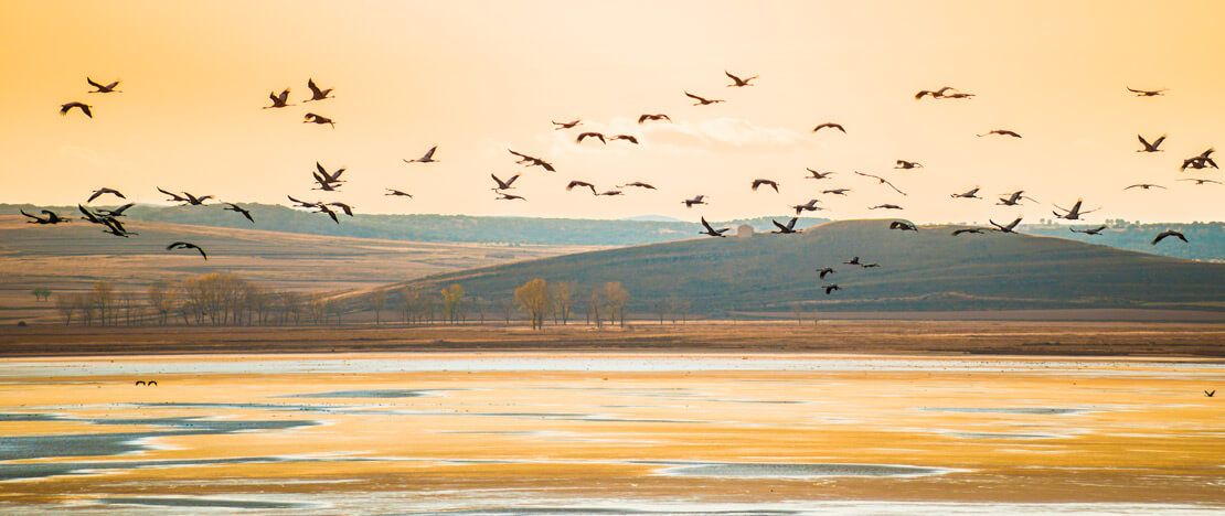 阿拉贡，加略坎塔湖（Laguna de Gallocanta）上的灰鹤