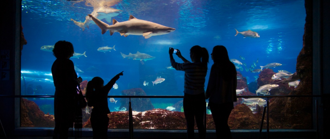 参观加泰罗尼亚-巴塞罗那水族海洋馆的游客 ©巴塞罗那水族馆