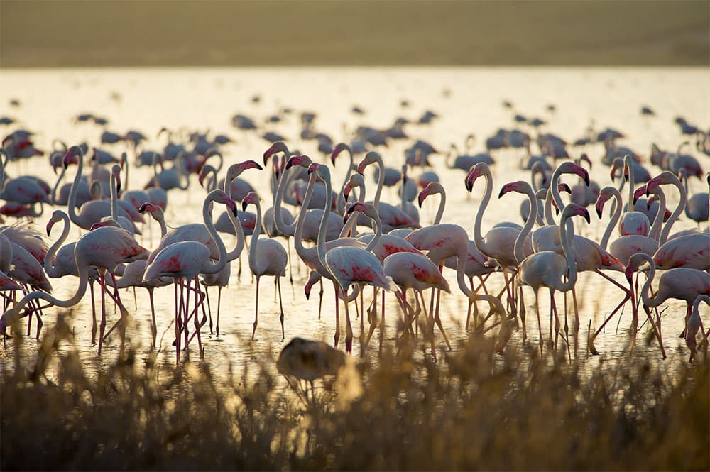 多尼亚那（Doñana）国家公园沼泽