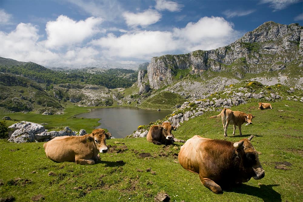 在科瓦东加的埃尔西纳（Ercina en Covadonga）湖边吃草的奶牛