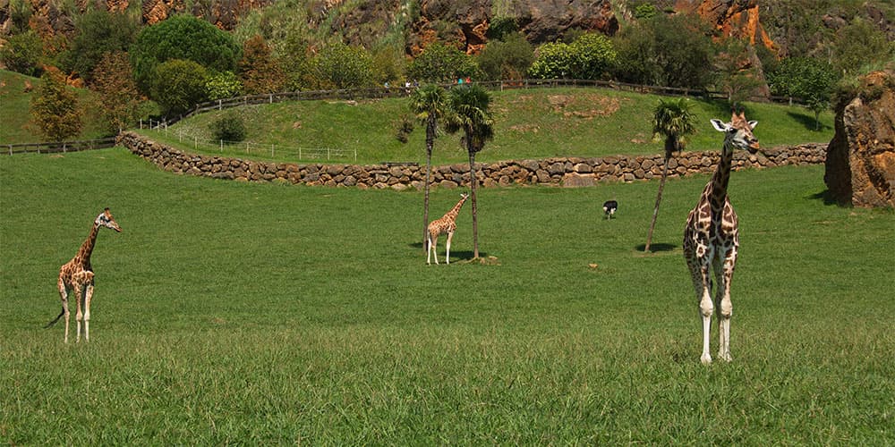 卡巴塞诺自然公园的长颈鹿